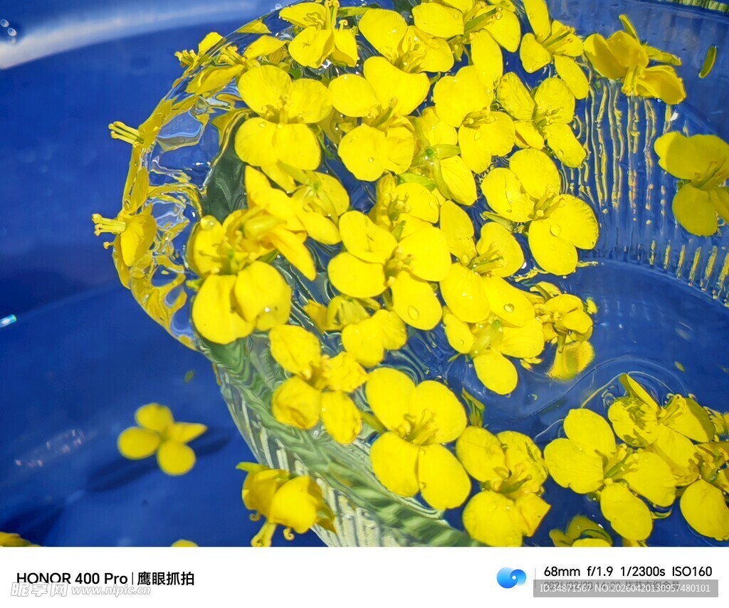 蓝色容器中的灿烂小黄花