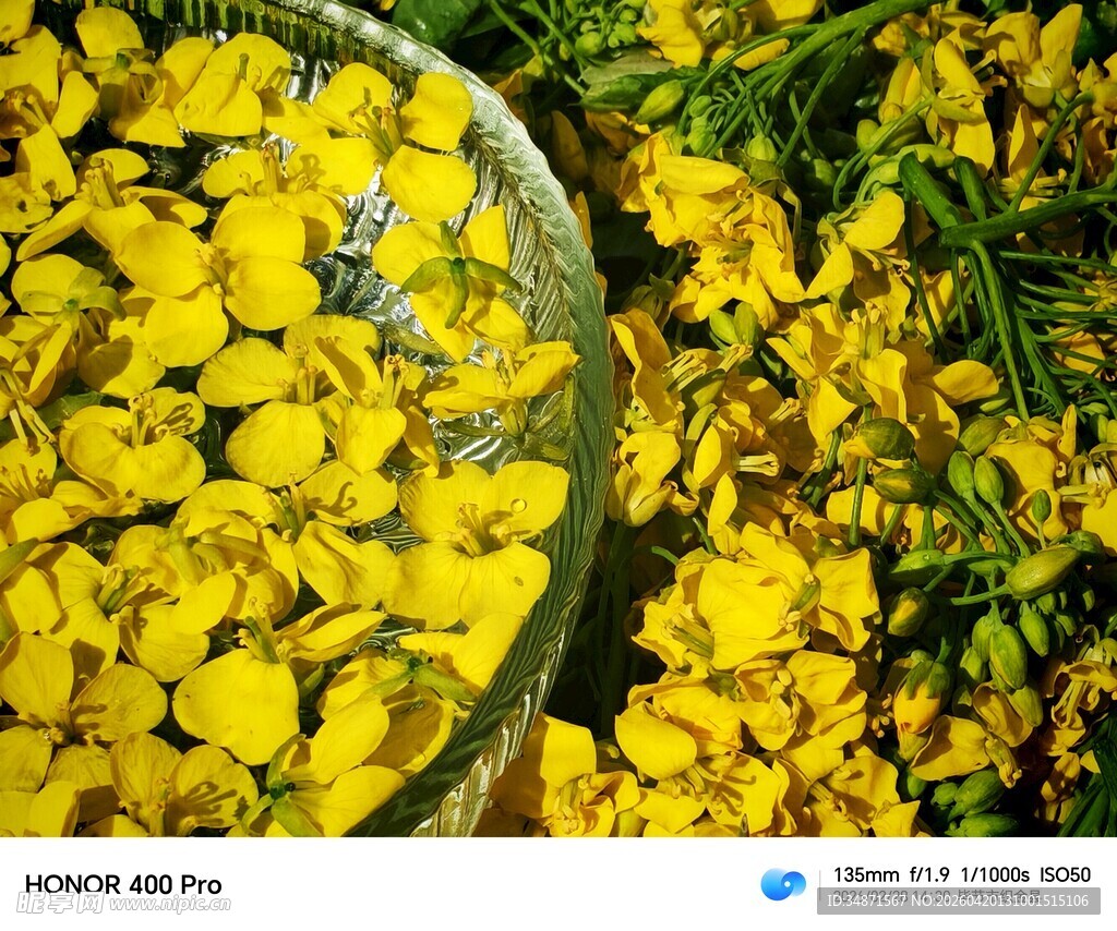 盛放的黄色花卉景观