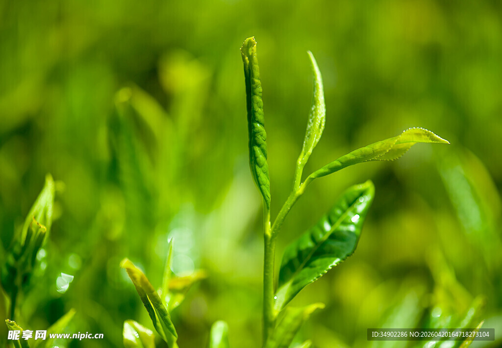 嫩绿茶芽