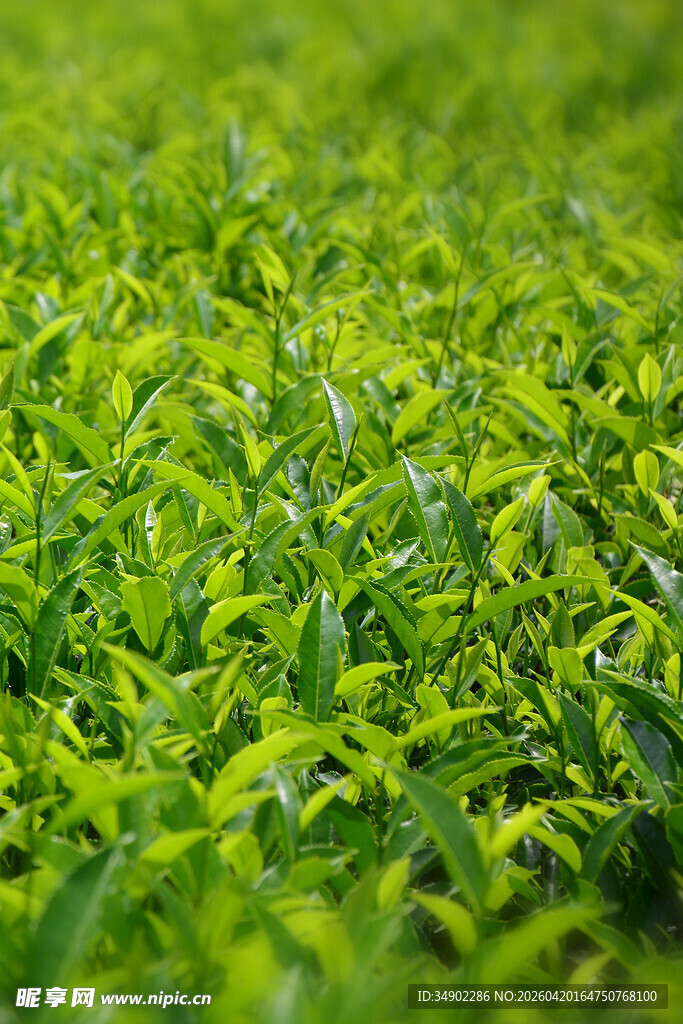 嫩绿茶叶