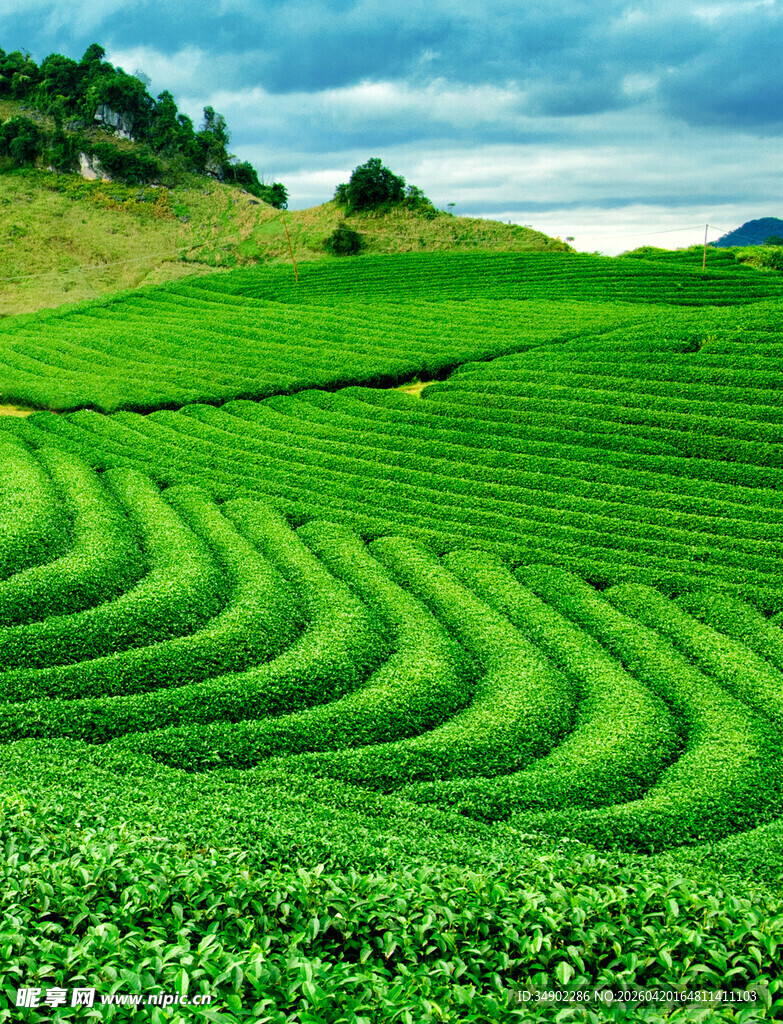 翠绿梯田茶园美景