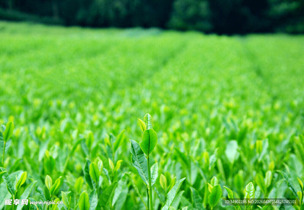 新鲜茶叶