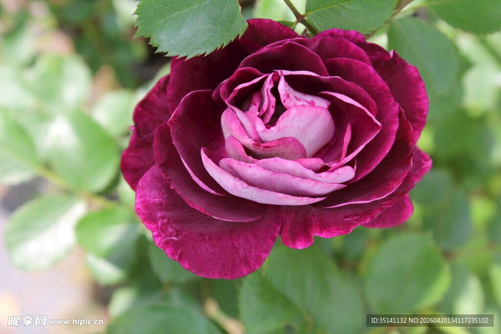 月季花