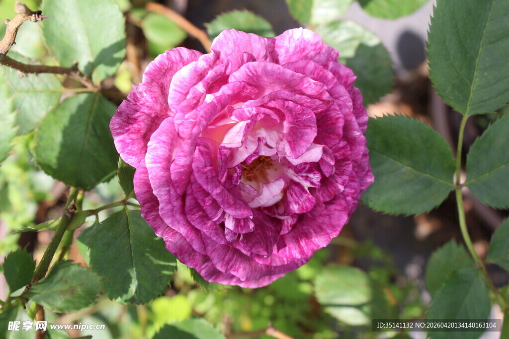月季花