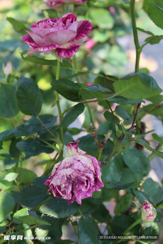 月季花