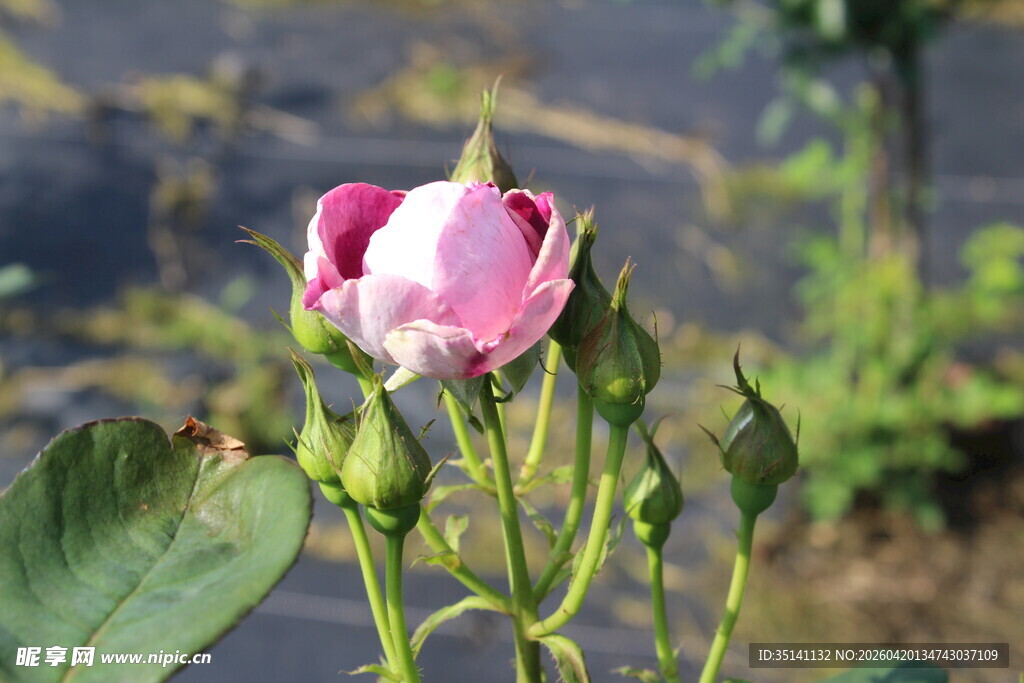 月季花