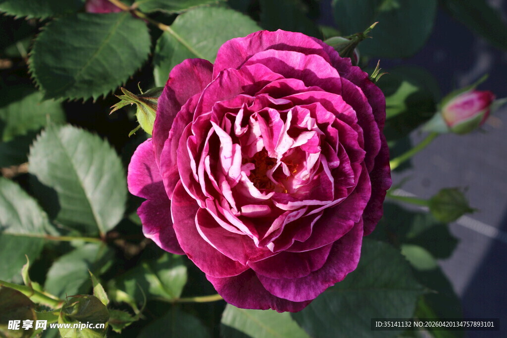 月季花