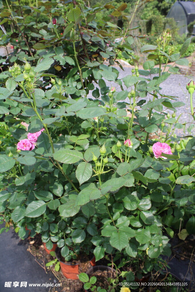月季花