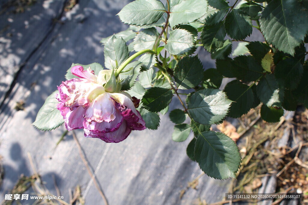 月季花