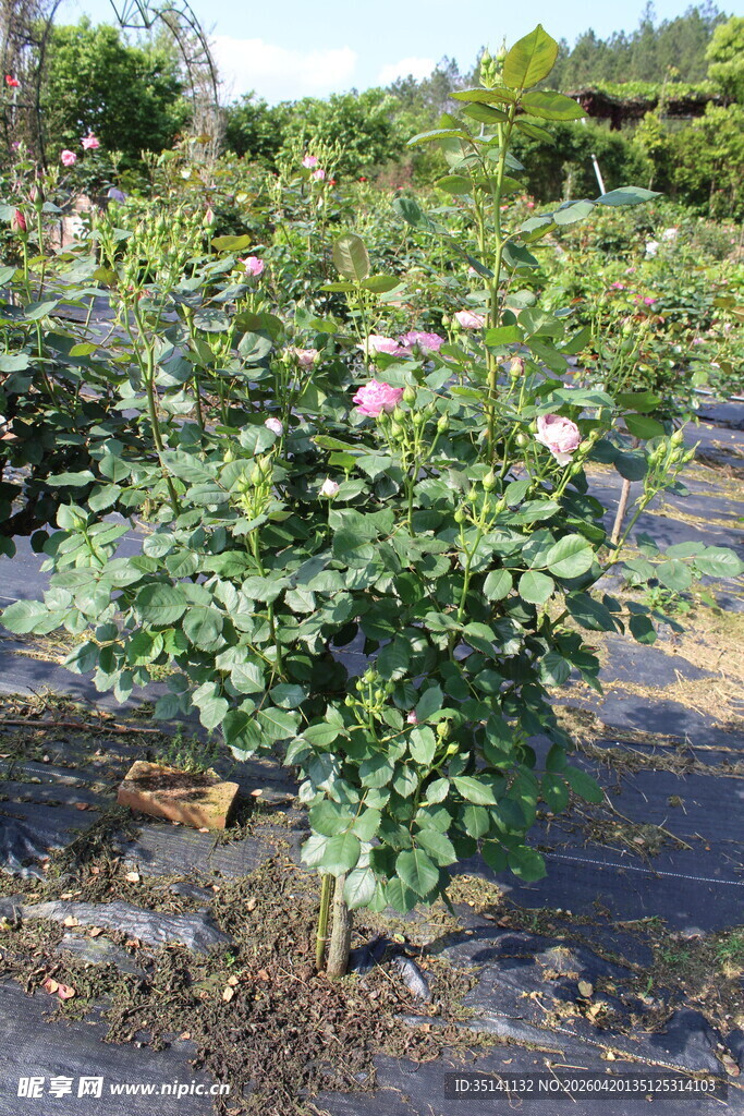 月季花