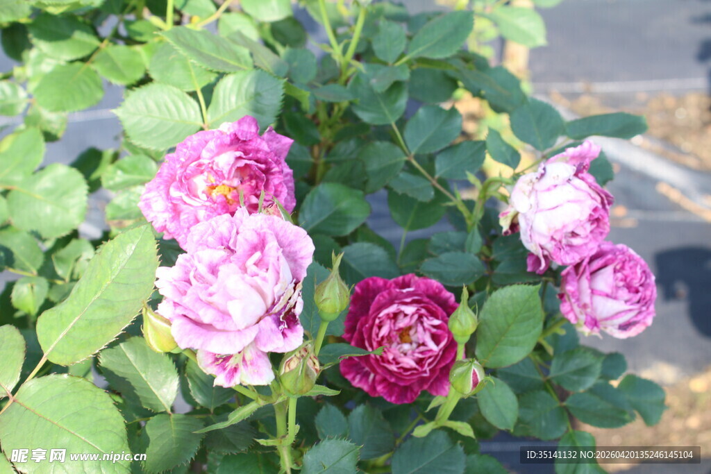 月季花