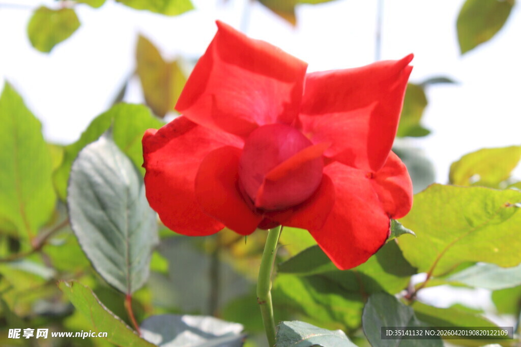 红色月季花