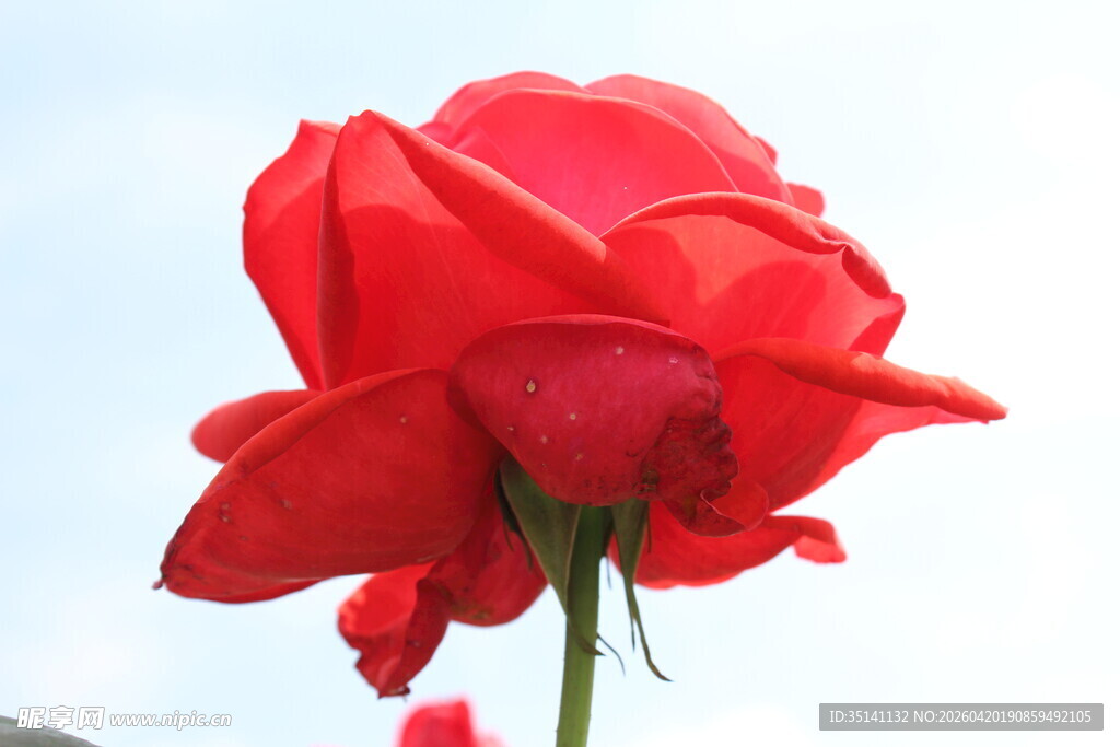 红色月季花