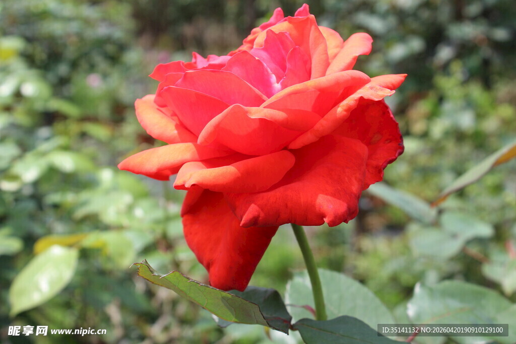 红色月季花