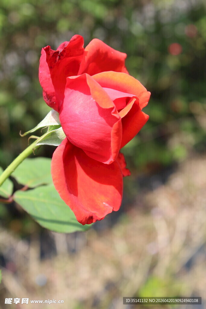 红色月季花