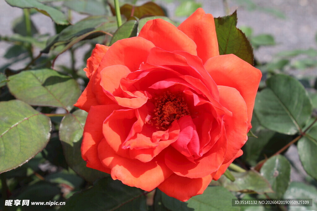 红色月季花