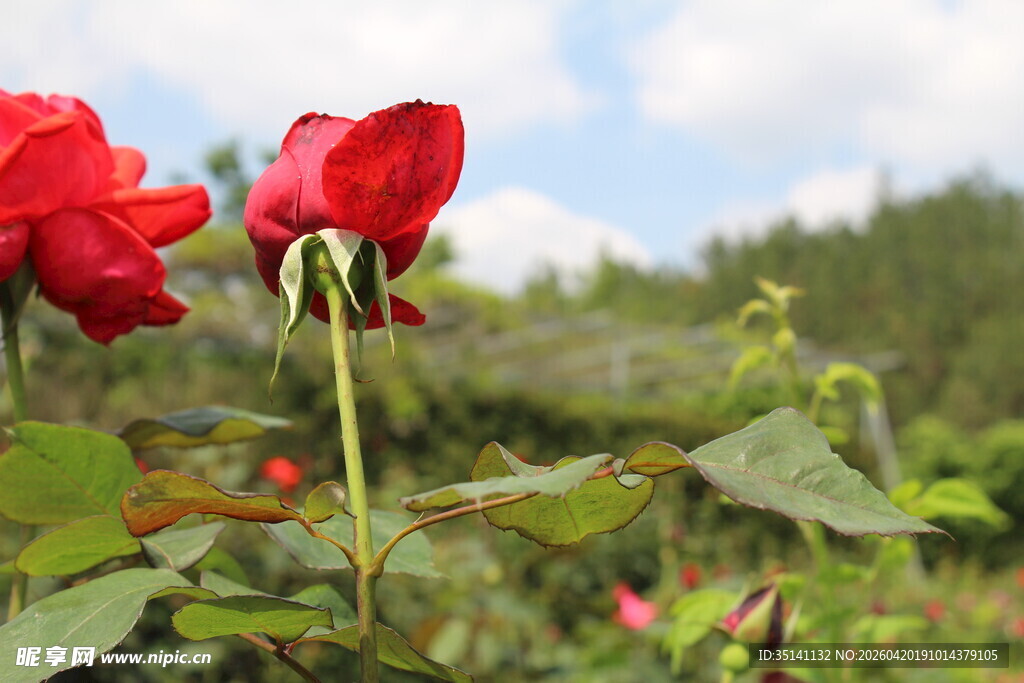 红色月季花