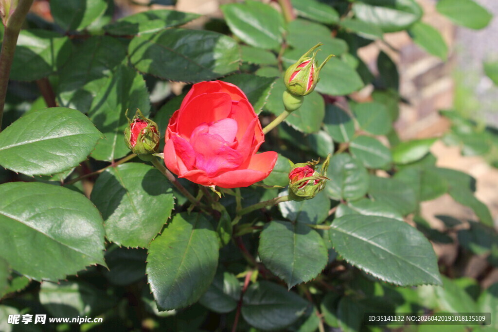 红色月季花