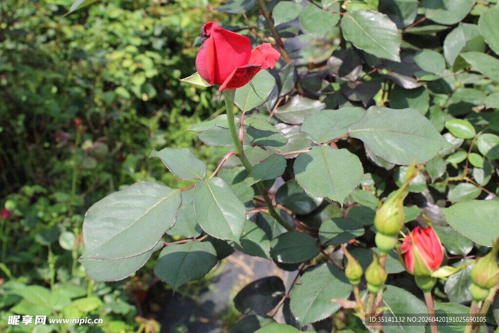 红色月季花