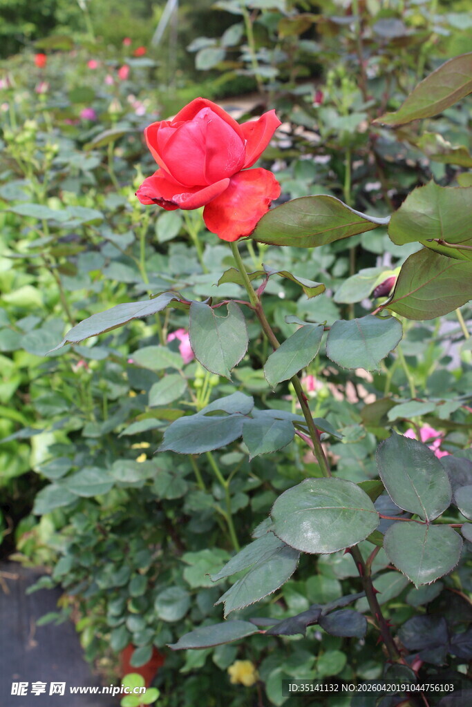 红色月季花