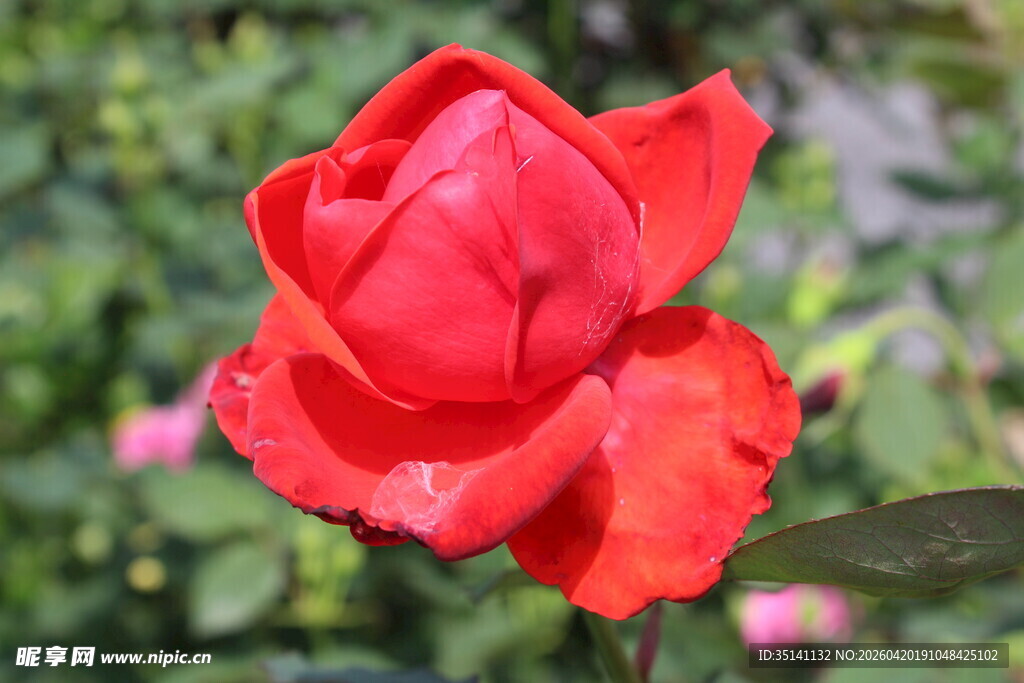 红色月季花