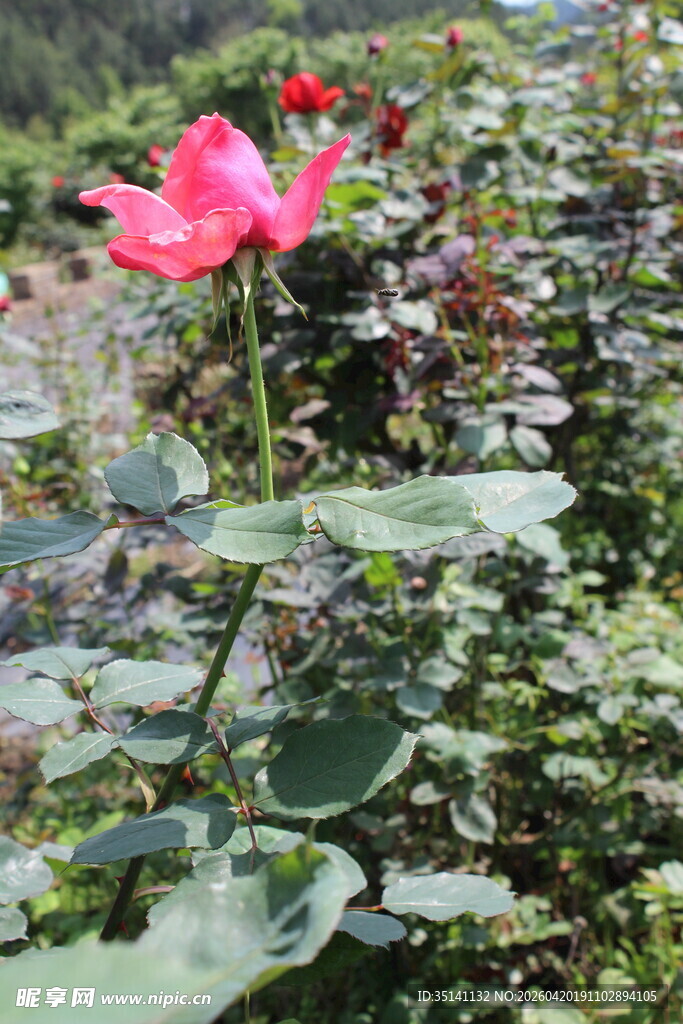 红色月季花