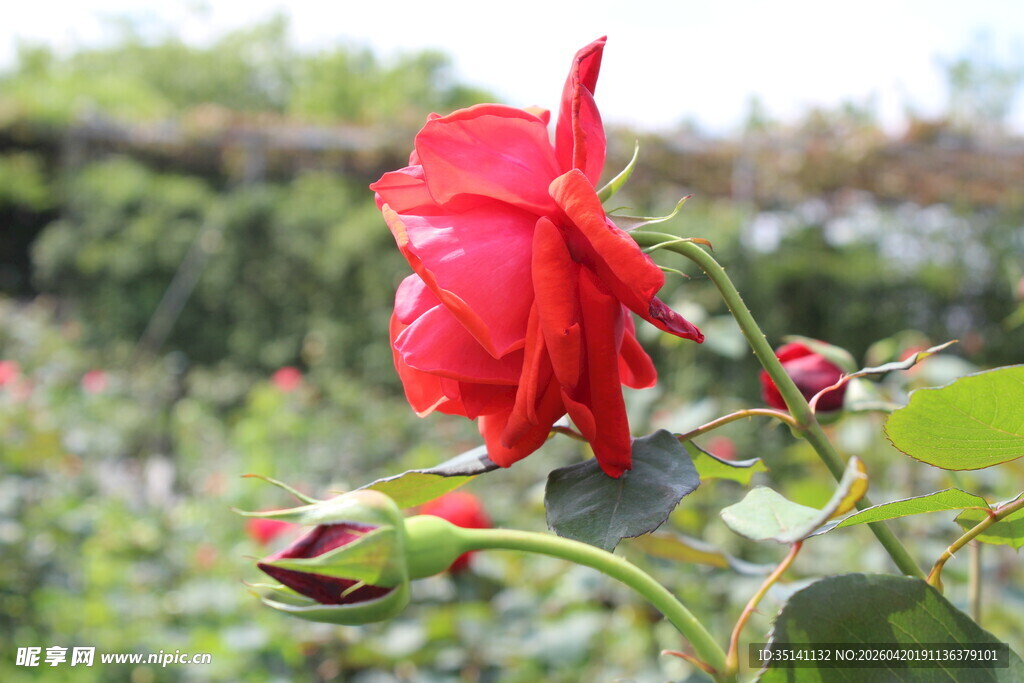 红色月季花