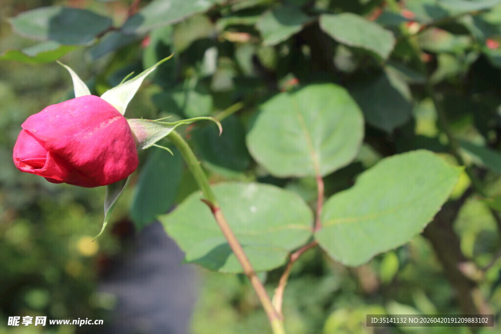 红色月季花