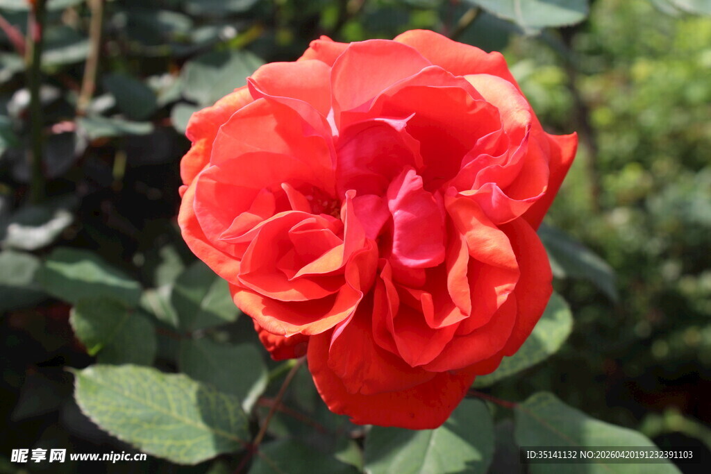 红色月季花
