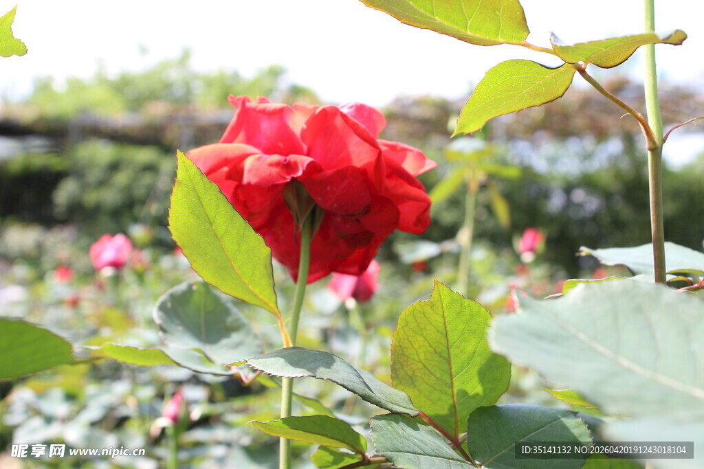 红色月季花