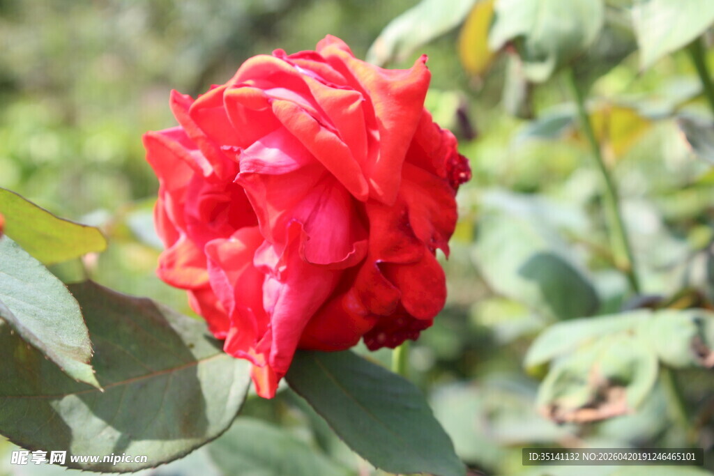 红色月季花