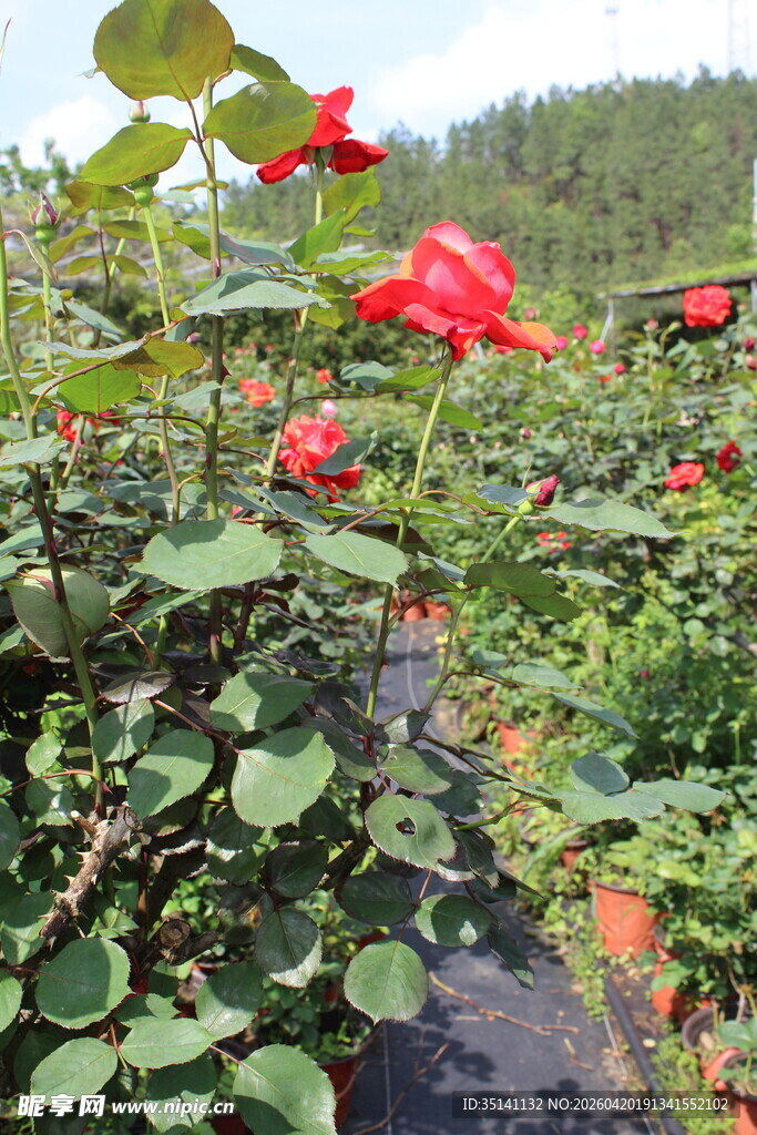 红色月季花