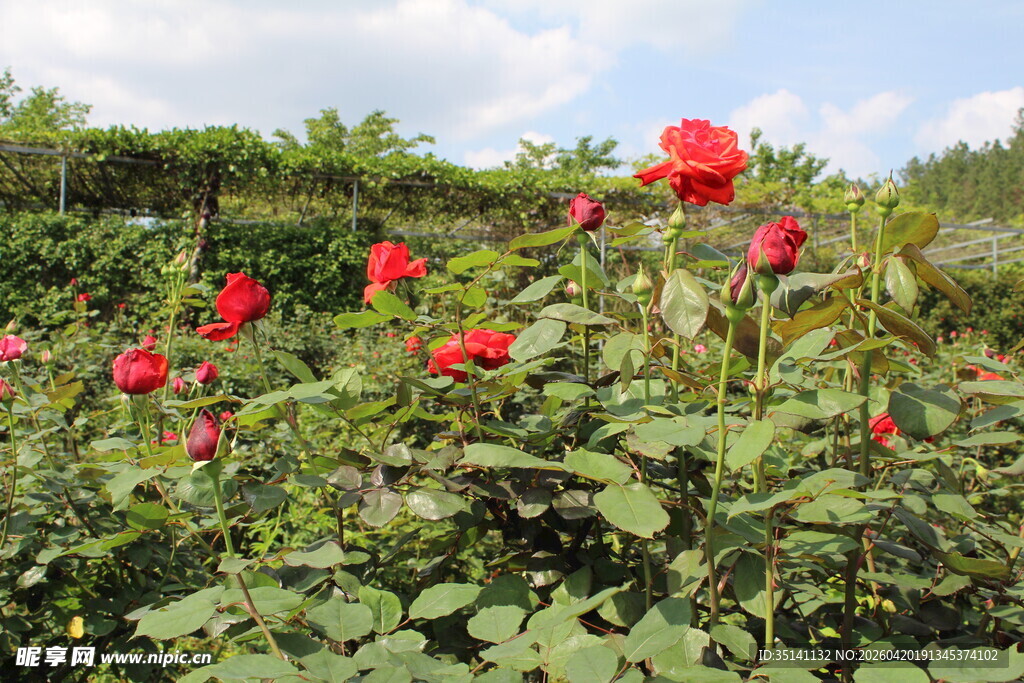 红色月季花