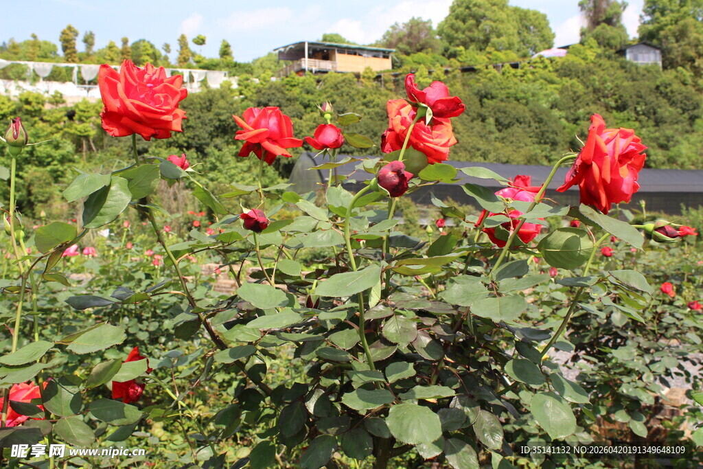 红色月季花
