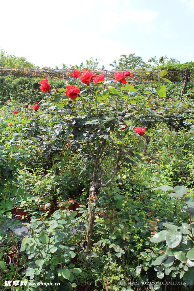 红色月季花