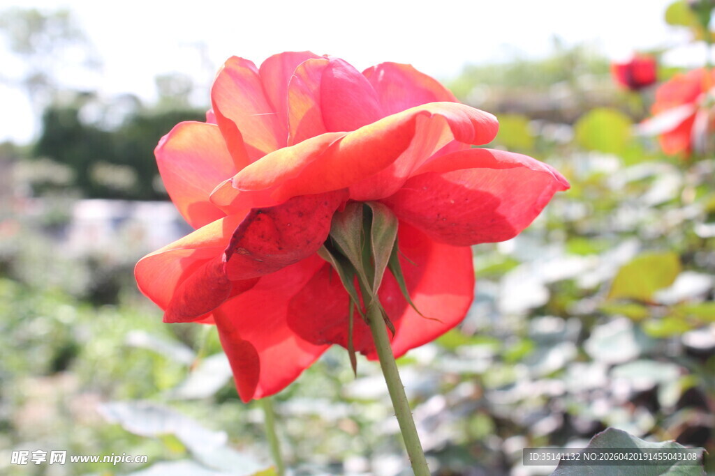 红色月季花