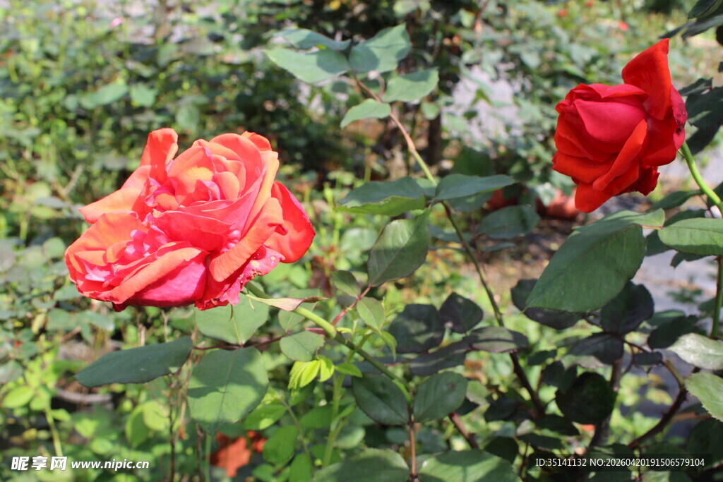红色月季花