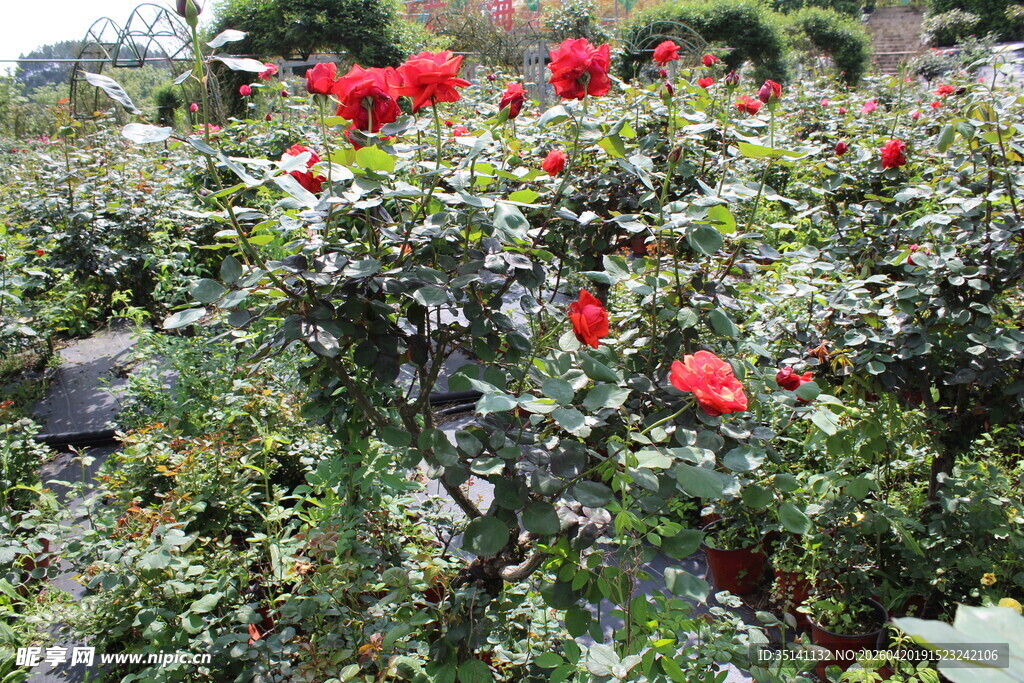 红色月季花