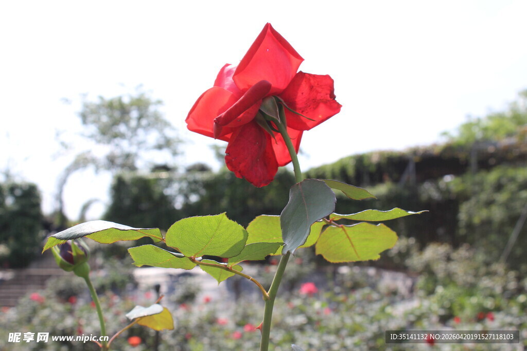 红色月季花