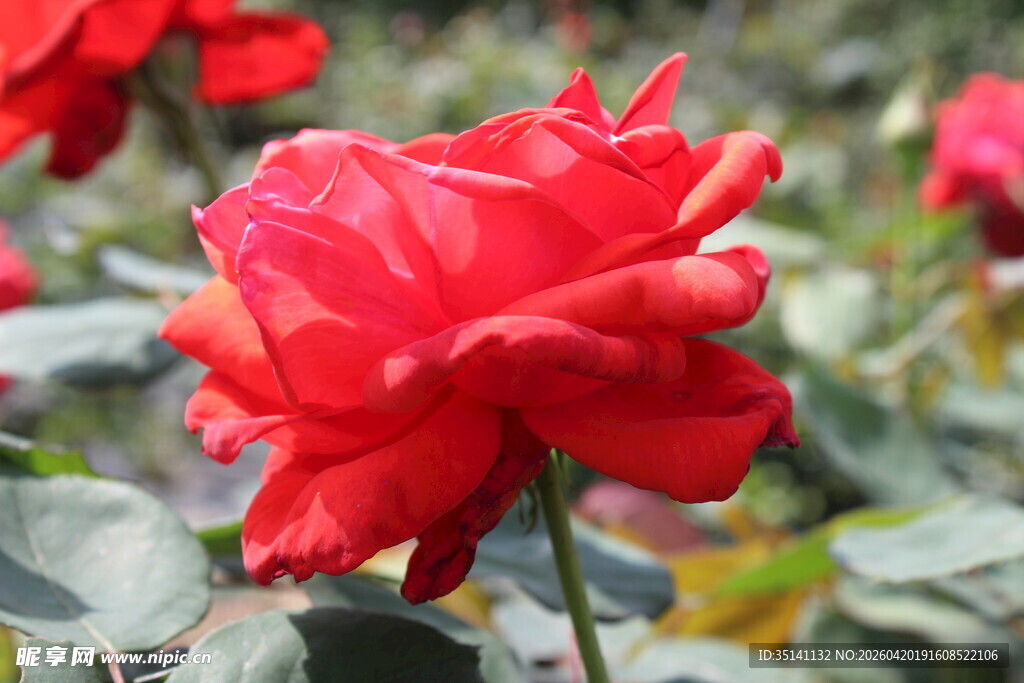 红色月季花