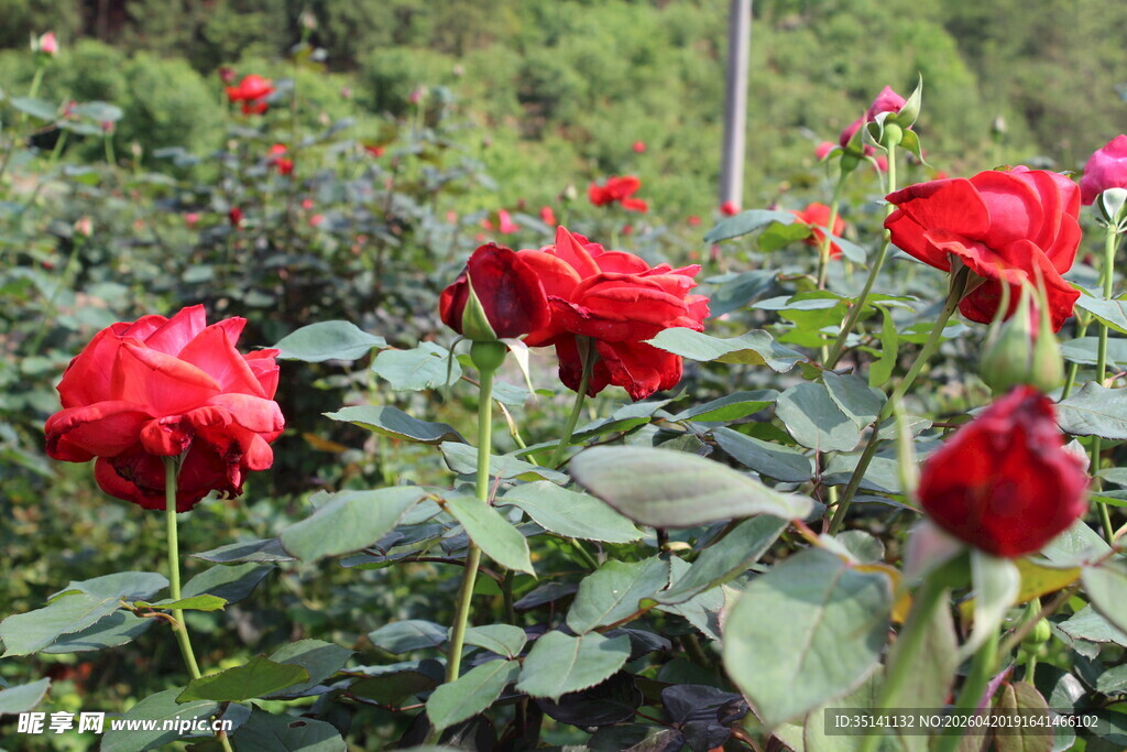 红色月季花
