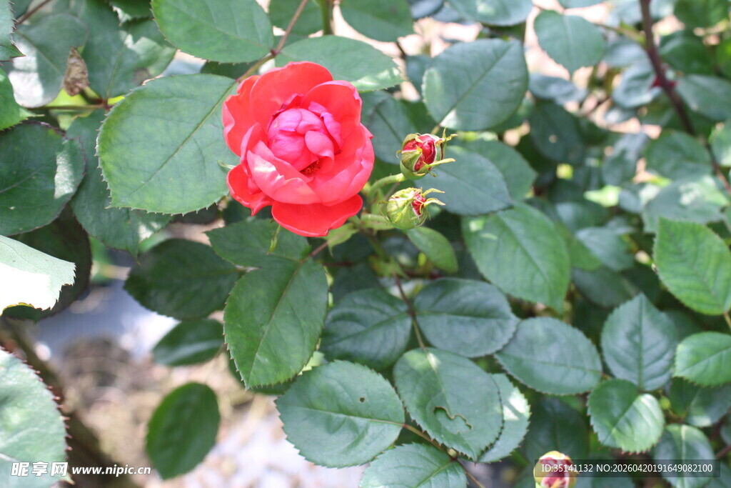 红色月季花
