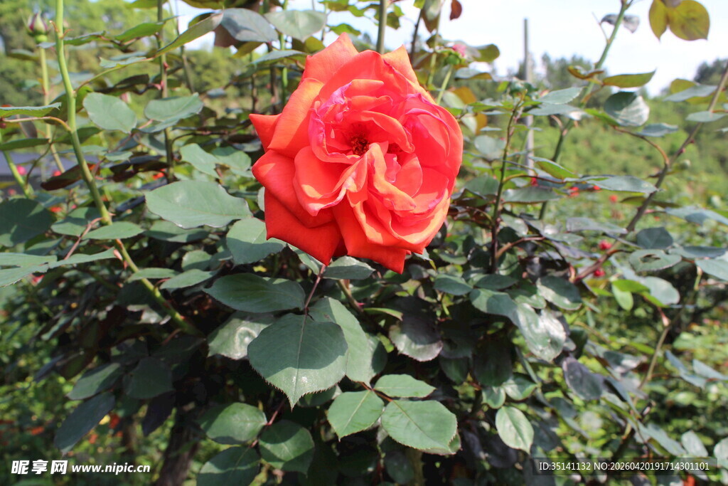 红色月季花
