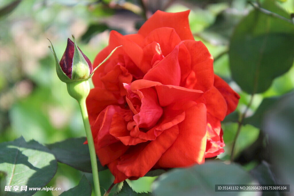 红色月季花