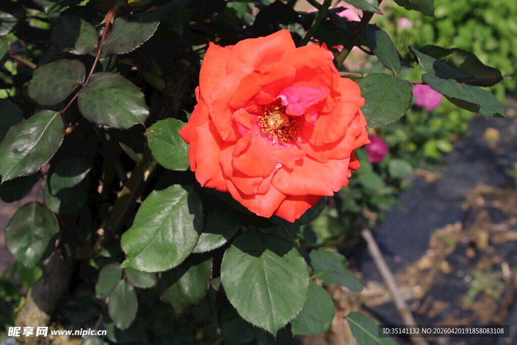 红色月季花