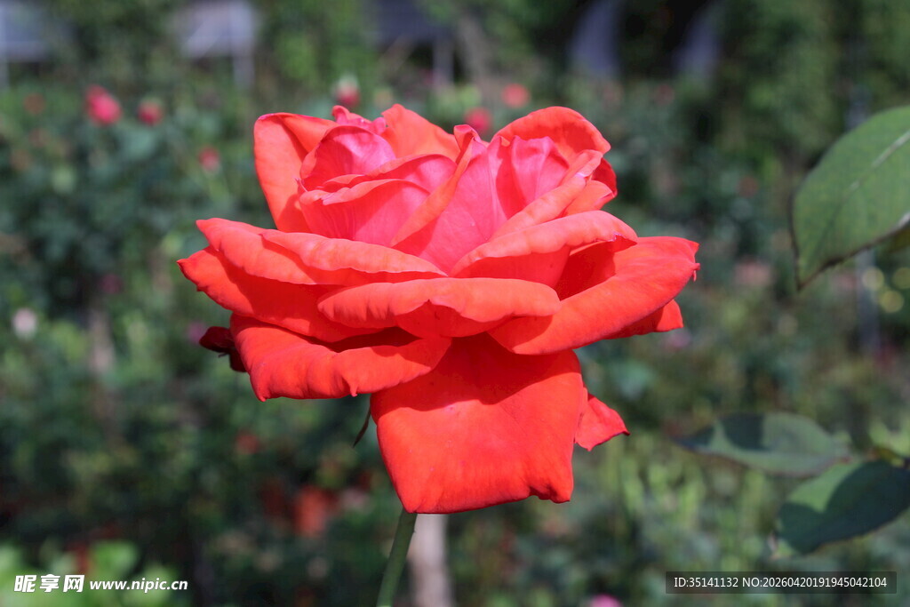 红色月季花