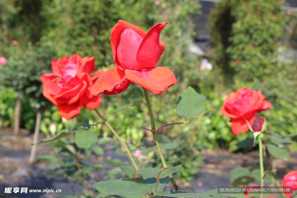 红色月季花