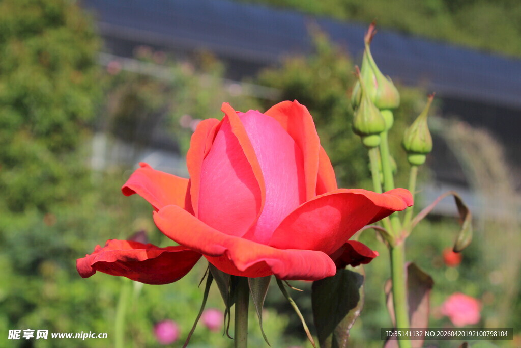 红色月季花
