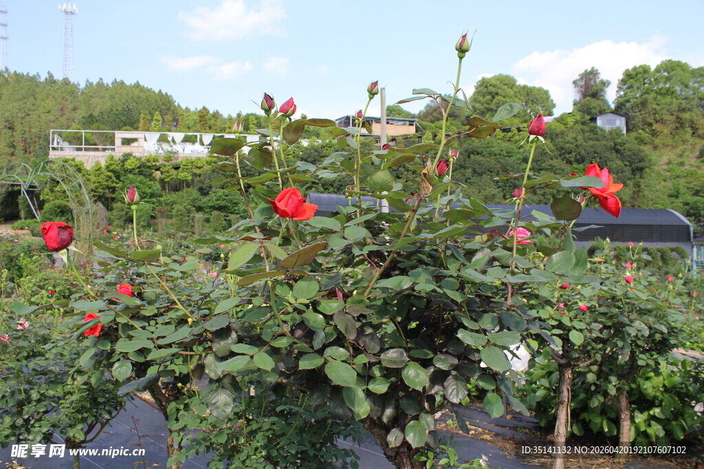 红色月季花