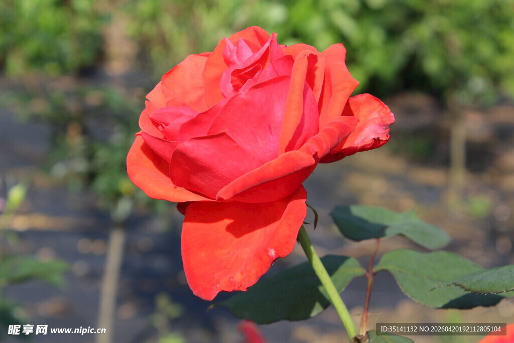 红色月季花